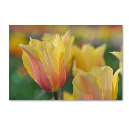 Cora Niele 'Tulip Flower Blushing Beauty' Canvas Art,12x19